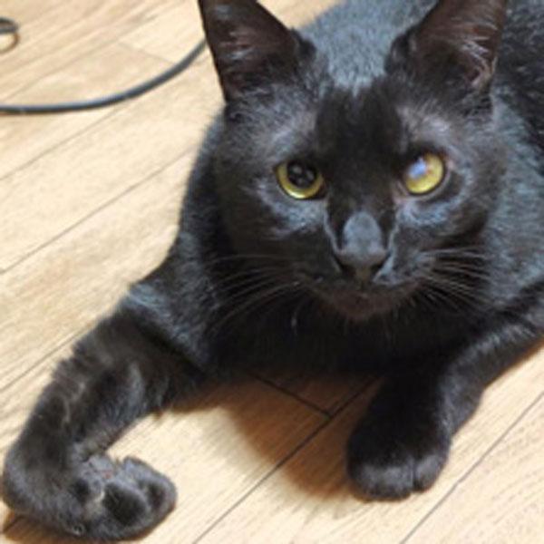 猫の群れは苦手ですが人間は大好きです